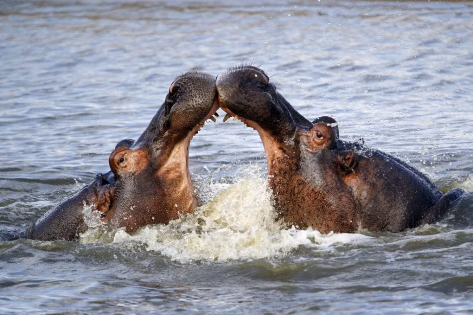 Công viên quốc gia Kruger, Nam Phi là nơi thường xuyên xảy ra những trận chiến khốc liệt của vương quốc động vật. Trong ảnh là hai con hà mã đang đọ sức với nhau, trong đó có một con hà mã trẻ bị khiêu khích, ngay sau khi đọ sức được một thời gian, con hà mã trẻ đã phải hối hận vì hành động sốc nổi của mình.