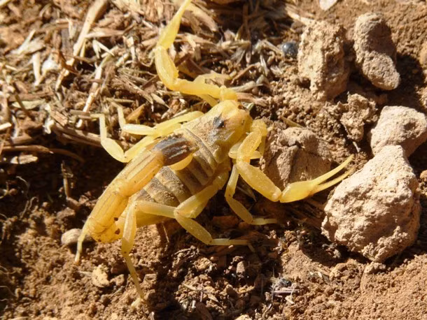 Được gọi là sát thủ bọ cạp, bọ cạp vàng Israel được coi là loài bọ cạp nguy hiểm nhất. Cú chích của nó đặc biệt đau đớn và có thể giết chết một người đàn ông trưởng thành trong khoảng thời gian ngắn ngủi.