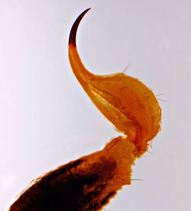 Mặc dù một số loài bọ cạp sở hữu chất độc độc gấp 100.000 lần so với cyanide nhưng liều lượng độc tiết ra trong mỗi cú chích lại rất nhỏ, làm giảm tỷ lệ tử vong.