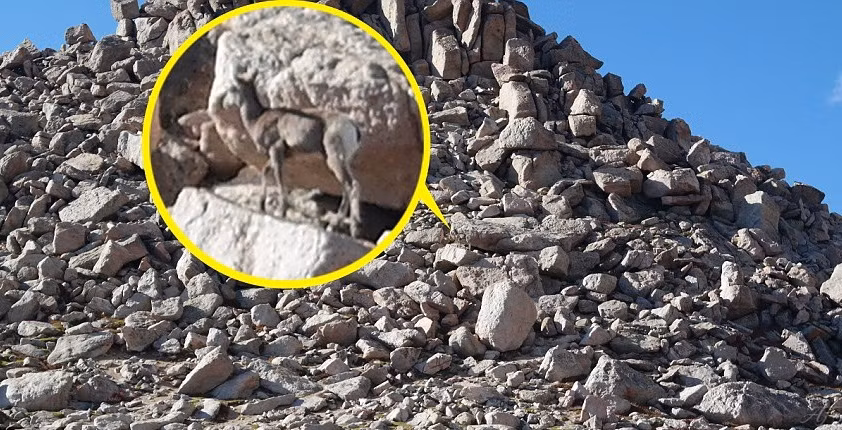 Rất khó để có thể nhận ra có một con cừu đang di chuyển trong bức ảnh nếu không được khoanh vùng và phóng to.