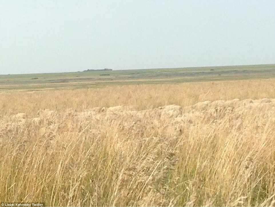 Rất khó xác định được vị trí của đàn cừu nếu không tiến sát lại gần. Cả bầy cừu vài trăm con sẽ biến mất ngay lập tức trong tầm mắt bạn nếu bạn không để ý quan sát.