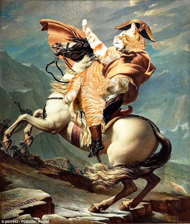 Thay thế vị trí của Napoleon, chú mèo này chứng tỏ mình là một vị tướng tài ba.