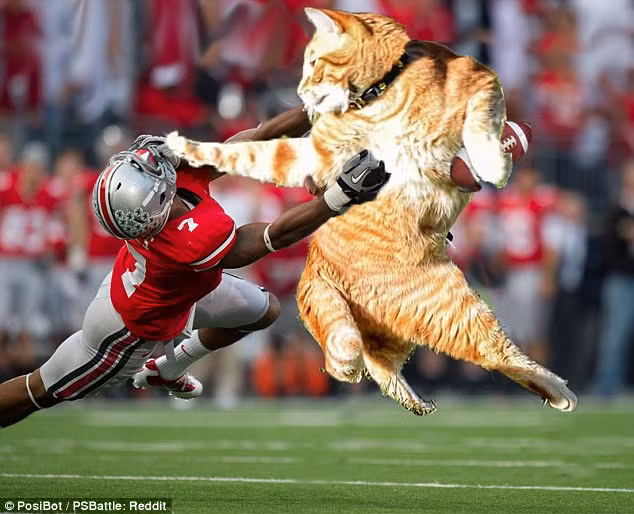 Chú mèo nổi tiếng bắt đầu xông pha, cướp bóng một cách ngoạn mục trong giải bóng bầu dục quốc gia.