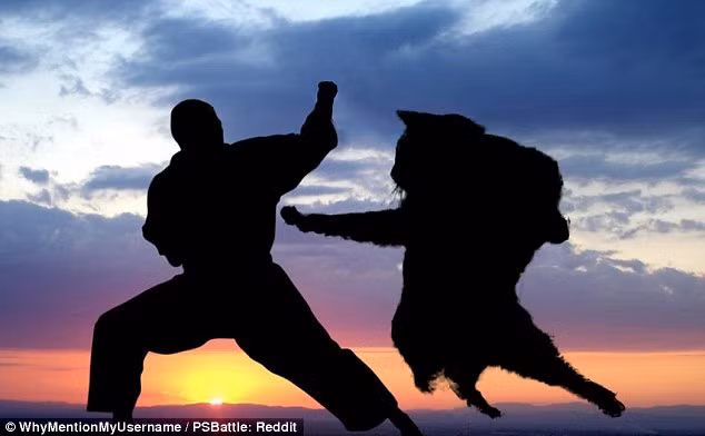 Chú mèo vô danh so tài kungfu với võ sư có tiếng.