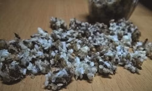 Trung kien gai den 700.000 dong/kg co that su bo?