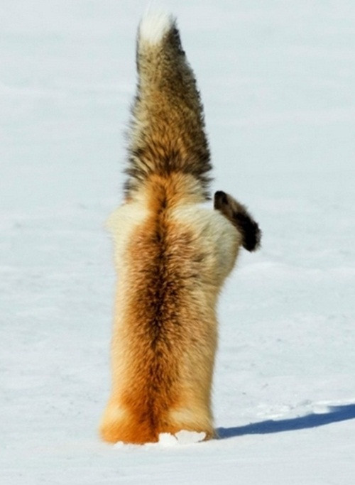 1/3 thân hình của con cáo đỏ cắm xuống lỗ băng nhưng không bắt được con mồi vì cú đớp tưởng như chuẩn xác đã để sổng mồi.