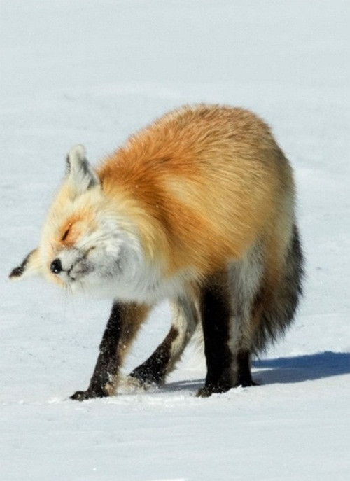 Không cam lòng nhưng cuối cùng con cáo đỏ phải rút đầu lên, nó lắc mạnh thân mình để nước văng ra, không đọng trên lông.