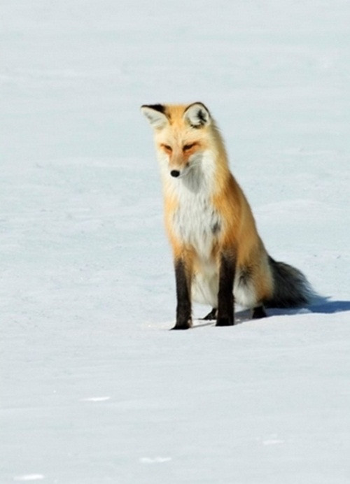 Sau nhiều giờ quan sát, nhiếp ảnh gia động vật hoang dã nổi tiếng Ken Archer đã chụp lại được khoảnh khắc hài hước về màn săn mồi thất bại cực hài của một con cáo đỏ tại vườn quốc gia Yellowstone, bang Wyoming, Mỹ.