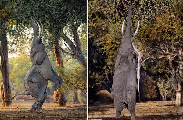 Voi làm xiếc, đứng bằng hai chân sau để ăn lá cây.