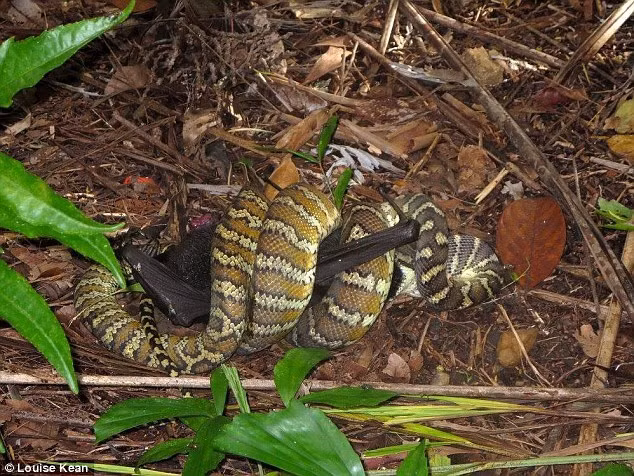Không mấy ngạc nhiên khi con cáo bay rơi vào tầm ngắm của con trăn sát thủ đã chấp nhận đầu hàng sớm khi toàn thân nó bị con trăn siết, không thể chống trả hay cử động.