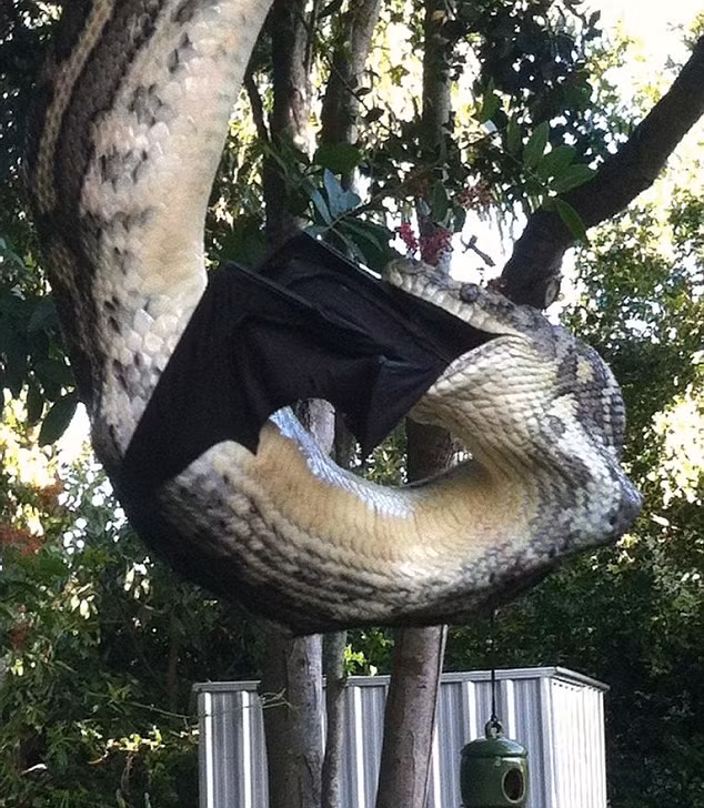 Không thèm để ý đến sự tiếp cận cực gần của Millie Christopher Ling và Sean Tu Aier, chủ nhân của khu vườn, con trăn ra sức há miệng, dùng răng nanh cắt nát và ngấu nghiến nuốt mồi.