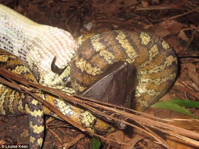 Hình ảnh được chụp tại công viên tự nhiên Darwin, Australia.