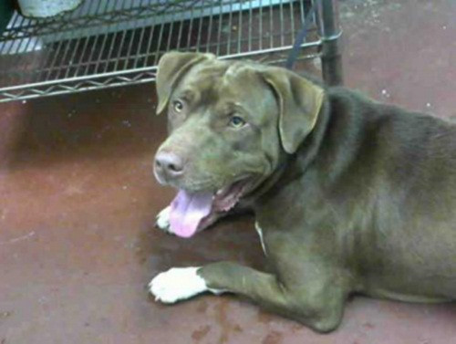 Trung tâm đang bày tỏ mong muốn có ai đó nhận nuôi cả Zeus và Athena bởi sau sự kiện này, dường như cặp đôi này không thể xa rời nhau.