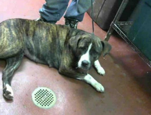 Athena ở trung tâm bảo hộ động vật. Sau khi được cứu, Athena đã được đưa trở về chăm sóc chu đáo, sức khỏe đang dần hồi phục rất tốt. Athena cũng thuộc giống chó Pit Bull Terrier.