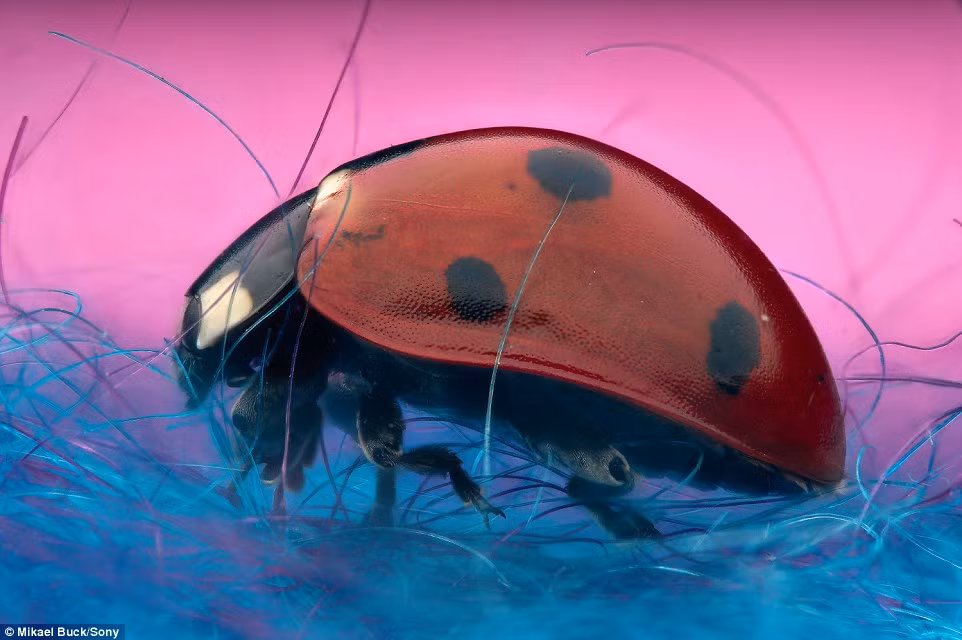 Nhìn nghiêng dáng vẻ hùng dũng của một con bọ rùa với chiếc áo choàng thời trang màu đỏ, chấm bi đen.