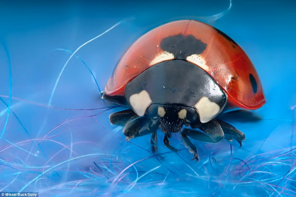 Qua loạt ảnh ấn tượng này, những sinh vật nhỏ bé mà bạn thường gặp hiện lên như những con quái thú đích thực, thậm chí có loài vật còn trông chẳng khác nào sinh vật ngoài hành tinh. Trong ảnh là một con bọ rùa đang khoe dáng vẻ hùng dũng của mình.