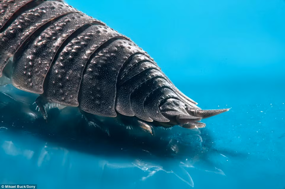 Phần đuôi chúng như một cấu trúc phức tạp nhưng thông minh.