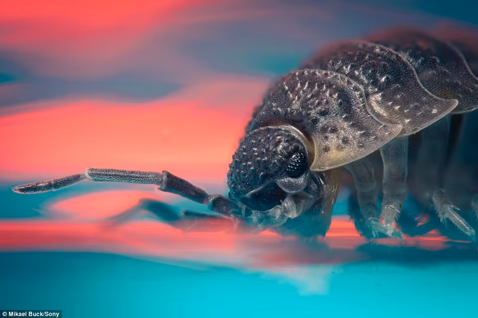 Một con bọ woodlouse với chiếc áo giáp chắc chắn của mình trông giống hệt một sinh vật ngoài hành tinh hợm hĩnh.