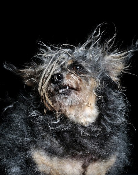 Trong ảnh là Scamp, một ứng cử viên sáng giá của cuộc thi.