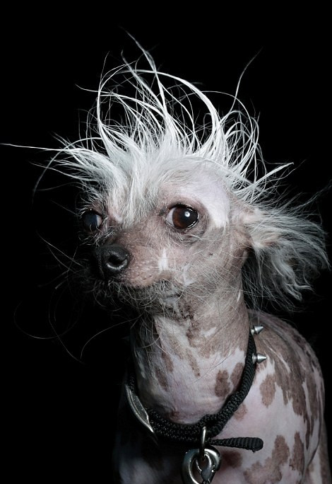 Rascal Deux tạo dáng bảnh trai và không hề nghĩ mình xấu xí.