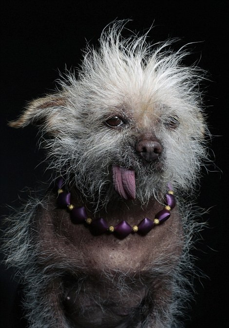 Josie, cô chó vui tính quên hết muộn phiền khi tham gia cuộc thi.