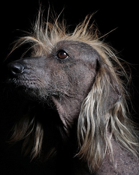 "Cuộc thi là một phản đề của một cuộc thi sắc đẹp thực thụ, mỗi con chó có được sự ngưỡng mộ về sự xấu xí của mình, tạo ra một tiêu chuẩn mới của vẻ đẹp, ít nhất là trong vài giờ đồng hồ. Cá nhân tôi thấy những con chó này đều là người chiến thắng. Chúng rất vui vẻ, thoải mái và ngọt ngào, chúng không hề biết bản thân mình xấu xí", nhiếp ảnh gia chia sẻ.