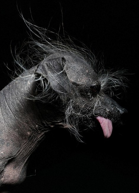 Boolah, mặc dù rụng lông không cứu vãn được vẫn rất phiêu khi được chụp ảnh chân dung.