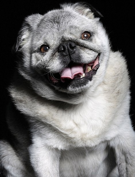 Dù bị cho là xấu xí nhưng Grovie, tên chú chó trong ảnh vẫn rất vui vẻ, hạnh phúc.