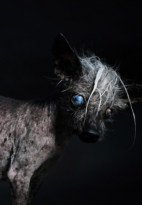 Năm nay, nhiếp ảnh gia Ramin Rahimian là người sẽ thực hiện loạt ảnh cho những thí sinh là chó đặc biệt này, giúp chúng lột tả được nét xấu xí, đáng thương nhất của mình, cạnh tranh cho ngôi vị chú chó xấu xí bậc nhất thiên hạ.