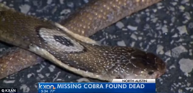 Được đưa đi cấp cứu ngay sau khi phát hiện, nhưng Grant không qua khỏi vì nọc độc rắn đã chạy vào tim khiến chàng thanh niên suy hô hấp nghiêm trọng và lìa đời.