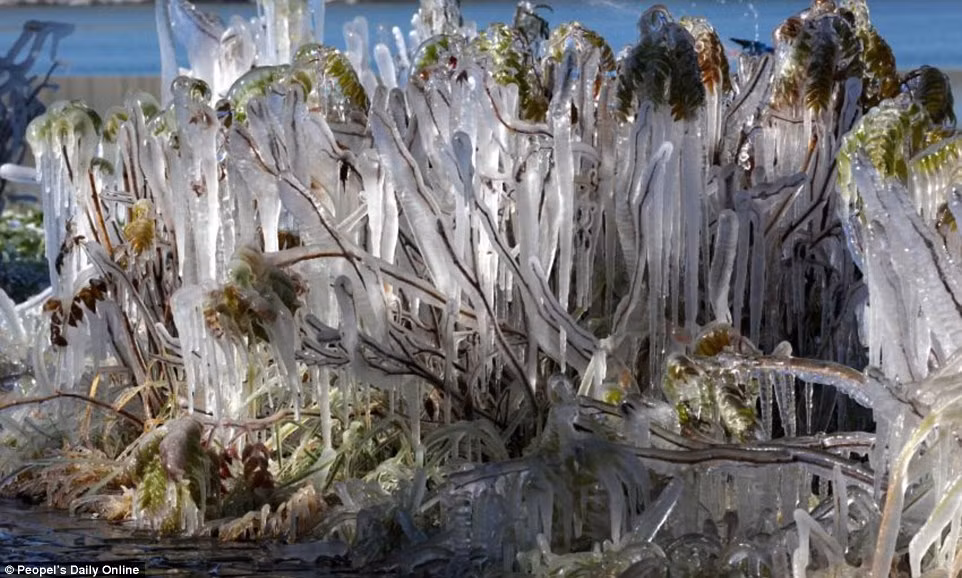 Mặc dù vẫn còn tươi xanh và còn sống sót nhưng những loại cây này đã hoàn toàn bị bọc trong băng, khiến cả thành phố như một vùng đất thần tiên, nơi ngự trị của nàng công chúa tuyết băng giá.