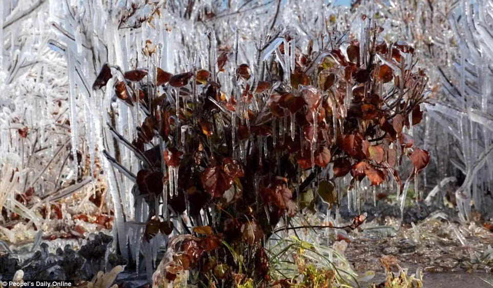 Cảnh tượng khiến nhiều người thích thú.