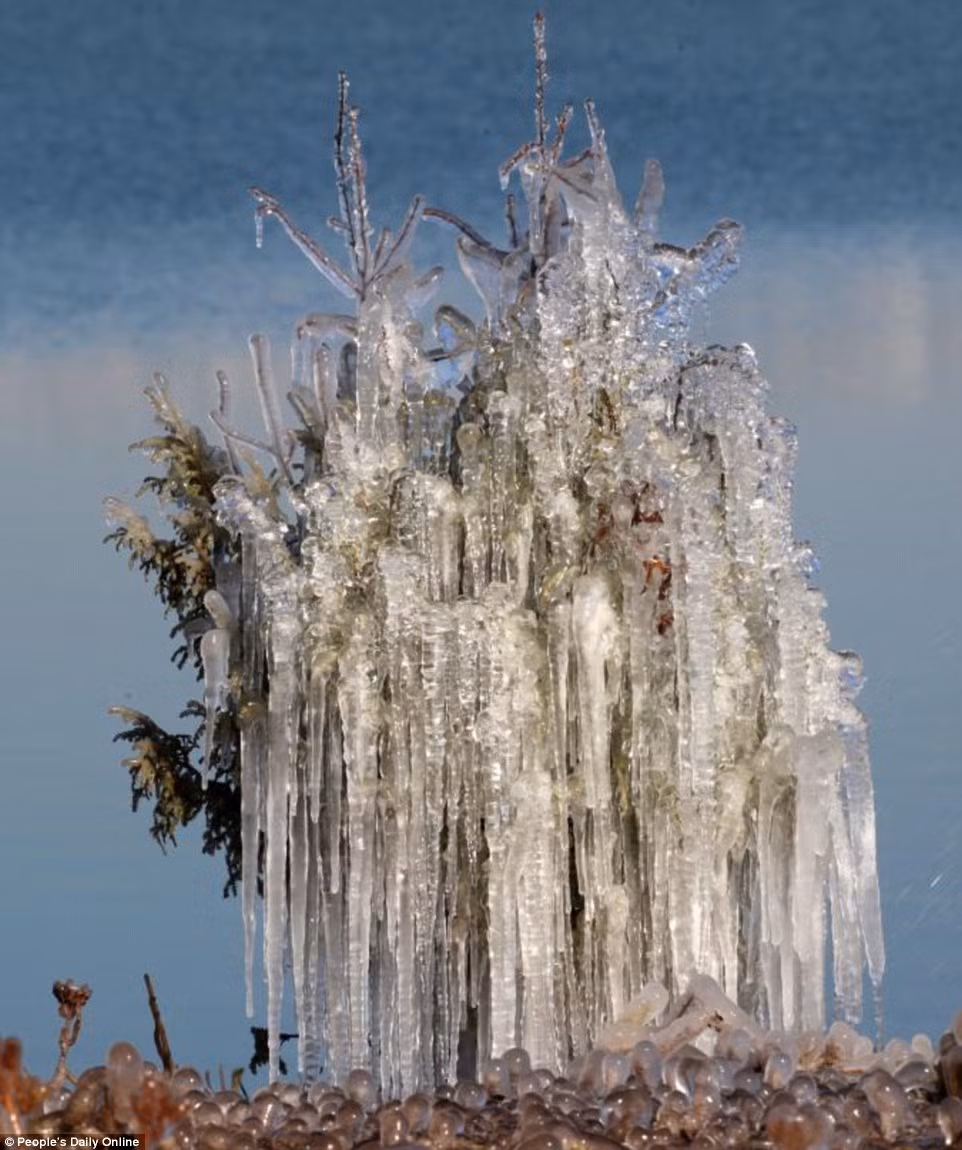 Cây cao hay thấp, tán mỏng hay dày, nhiều cành cây hay không, tất cả đều bị đóng băng như một phép thuật chỉ sau một đêm.