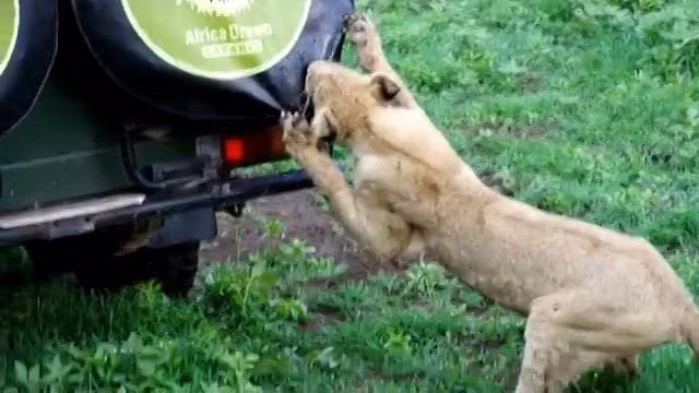 Đây không phải lần đầu tiên sư tử tấn công xe của các du khách tham quan. Khi đói bụng dù là sư tử cái hay đực đều cực kỳ hung hãn và sẵn sàng lao vào tấn công bất cứ thứ gì chúng nghĩ có thể ăn được.