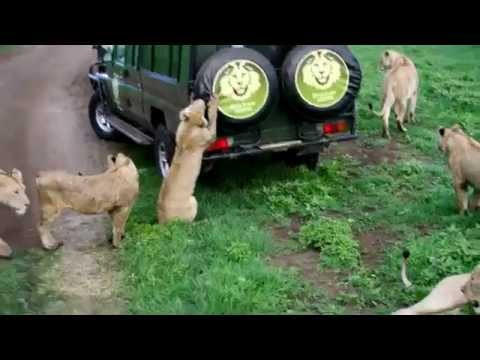 Không chỉ một con mà cả bầy sư tử sẽ uy hiếp khách du lịch và gây nên những hậu quả đáng tiếc nếu khách du lịch không biết tự bảo vệ mình.