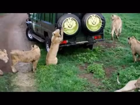 Không chỉ một con mà cả bầy sư tử sẽ uy hiếp khách du lịch và gây nên những hậu quả đáng tiếc nếu khách du lịch không biết tự bảo vệ mình.