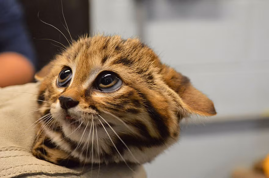 Mèo chân đen, tên khoa học là Felis Nigripes. Đây là một trong những loài động vật ăn thịt ít được nghiên cứu ở châu Phi và là một trong những loài mèo nhỏ nhất trên thế giới, được liệt vào danh sách loài dễ thương tổn bởi Liên minh Bảo tồn Thiên nhiên Quốc tế từ năm 2002.