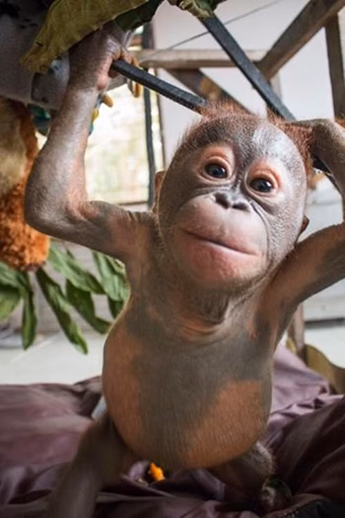 Vẫn còn quá sớm để khẳng định mọi thương tổn về thể chất của Gito có để lại di chứng gì hay không nhưng trong tương lai, khi con vật lớn thêm và có khả năng sống độc lập, Gito sẽ được trả lại thiên nhiên, nơi nó được sống tự do, không phải chịu bất cứ ràng buộc nào.