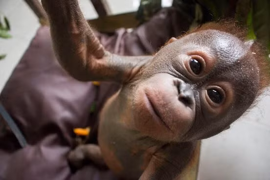 Tuy vậy, nhờ những nỗ lực không mệt mỏi của đội ngũ nhân viên y tế trung tâm cứu hộ và sự quật cường, khát khao sống mãnh liệt của Gito, chú đười ươi mồ côi ngày càng khỏe mạnh, thân thể phục hồi khiến nó có thể thực hiện một số động tác leo trèo cơ bản.