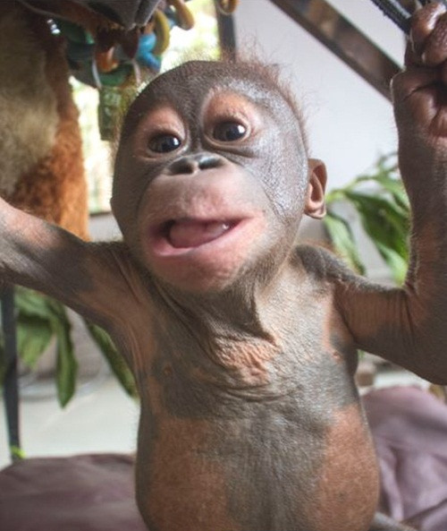 Giờ đây, Gito đang được an toàn và sống hạnh phúc, no đủ trong trung tâm, nơi con vật được hưởng những buổi vật lý trị liệu giúp chữa lành vết thương trên cơ thể cũng như vết thương trong tâm hồn.