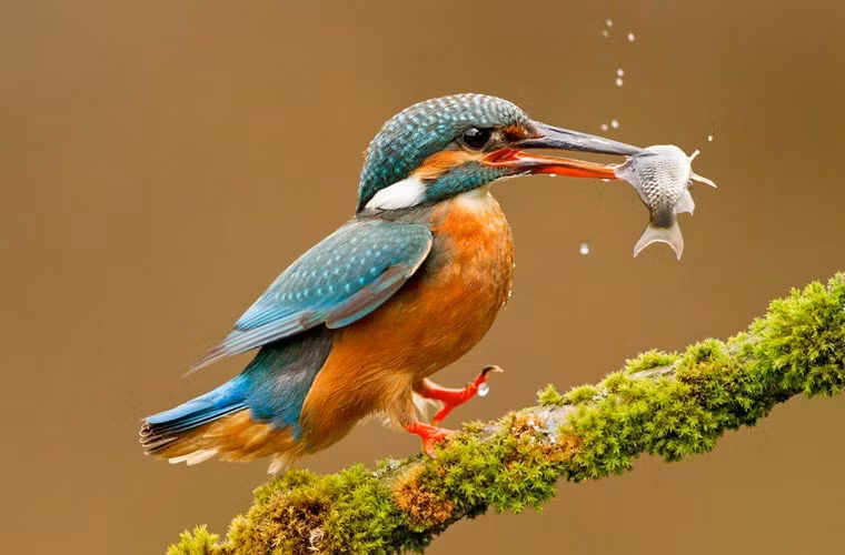 Cận cảnh một con bói cá bình thường với màn bắt mồi thành công.