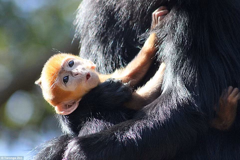 Bộ lông này giúp chúng trở nên phân biệt rõ ràng, giúp xác định loài một cách nhanh chóng.
