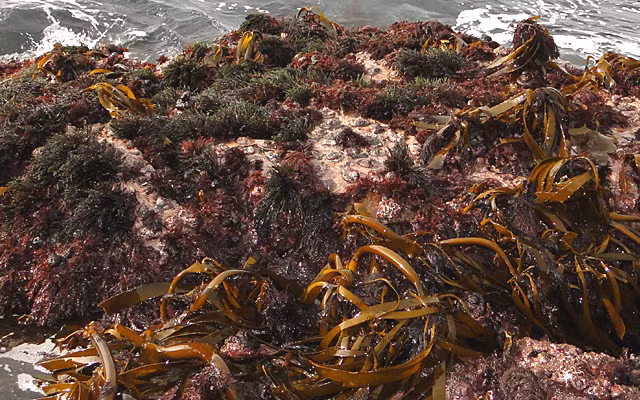 7. Nói đúng ra, rong biển không phải là thực vật, chỉ có rong biển xanh mới được được xem là thực vật Tuy nhiên, cũng giống như tất cả các loài thực vật, hầu hết tảo và rong biển phụ thuộc vào ánh sáng mặt trời để tạo ra năng lượng thông qua quá trình quang hợp.