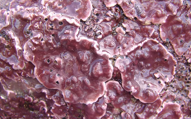 4. Trong khi hầu hết các loại rong biển được biết đến có vẻ ngoài mềm mại thì một số loài rong biển khác lại có thể chất cứng rắn, đặc biệt có loại rong biển màu đỏ, cứng như đá. Loài rong biển đỏ cứng này thường được gọi là san hô tảo, do có hợp chất vôi hình thành tế bào của chúng.