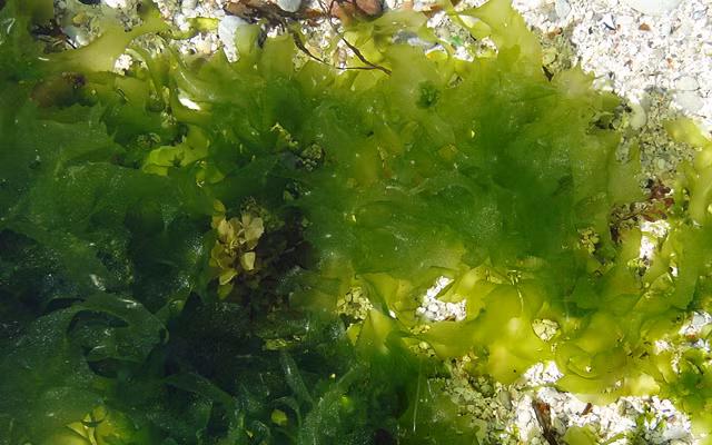 3. Người ta ước tính rằng có vi tảo và rong biển có trong các đại dương nhiều hơn gấp 9 lần thảm thực vật trên đất liền.