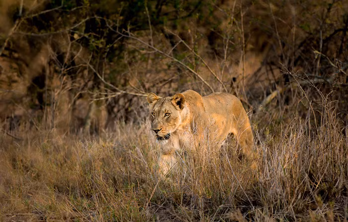 Ra về sau lần thứ ba đi săn về tay không, những con sư tử trẻ học được một bài học. Không chỉ cần tốc độ mà còn cần biết cách cẩn trọng, kỹ năng ẩn nấp và tính kiên nhẫn khi săn mồi.
