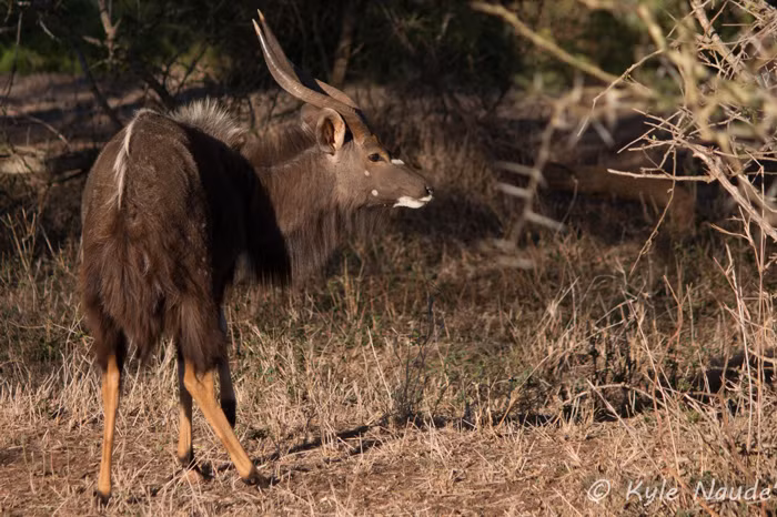 Đang chơi đùa với anh của mình, bỗng nhiên con sư tử mẹ nhìn chăm chú về phía xa. Nó phát hiện một con linh dương Nyala đơn độc và quyết định chọn con linh dương này làm con mồi. Nó dẫn các con áp sát linh dương và bắt đầu săn đuổi. Tuy nhiên, có lẽ do quá vội vã, sư tử cái và các con đã để tuột con mồi.