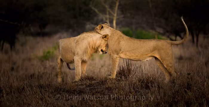 Những ngày đầu đi săn của sư tử là sẽ là một quá trình kết hợp giữa bản năng, sự quan sát và thực hành. Liên tục quan sát, liên tục thực hành, kích thích bản năng là tổ hợp hành động tạo nên một mãnh thú thực sự.