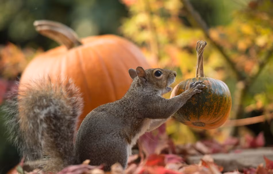 Những con sóc rất thích thú với những trái bí ngô như thể muốn chứng minh rằng mình là một trong những động vật tài ba bậc nhất.