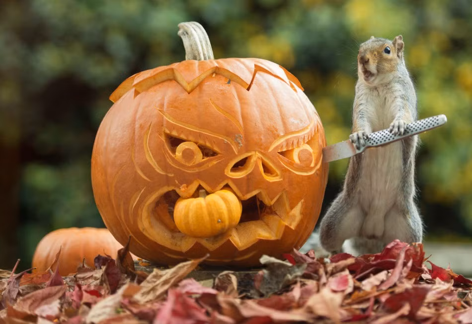 Qua những bức ảnh của Max Ellis, những con sóc tinh nghịch trở thành những nhà điêu khắc tài năng, sáng tạo.